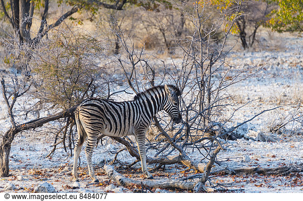 Junges Burchell-Zebra (Equus burchellii) im Buschland  Etosha Nationalpark  Namibia