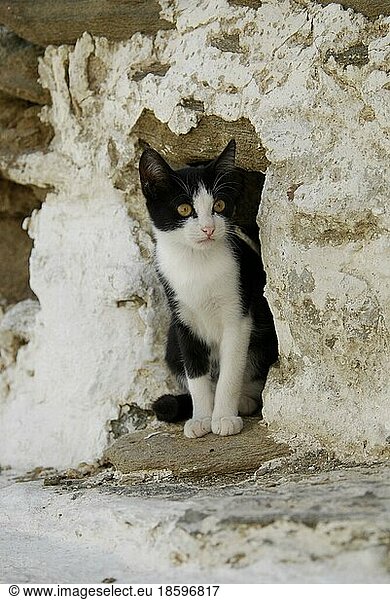 Junges Hauskätzchen  Schwarz und Weiß  sitzt in einem Mauerloch  Insel Tinos  Kykladen  Griechenland  kitten  sitting in a hole of a wall  Cyclades  Greece  Non-pedigree Shorthair (felis silvestris) forma catus  domesticus  Europa