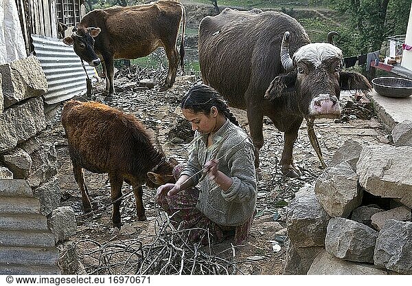 Junges Mädchen aus Himachal-Pradesh bei der Arbeit auf dem Bauernhof  Mac-leod-ganj  HP  Indien.