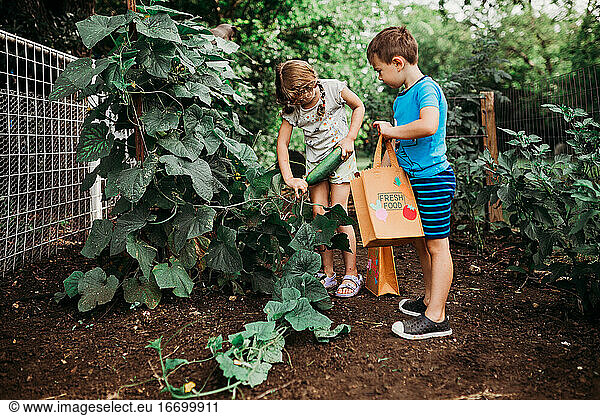 Junges Mädchen pflückt Gurken von der Rebe im Hinterhof Garten