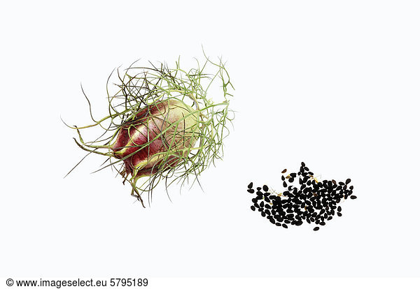 Jungfer im Grünen  Garten-Schwarzkümmel oder Damaszener Schwarzkümmel (Nigella damascena)  Fruchtstand und Samen  Vorkommen in Südeuropa  als Heilpflanze kultiviert
