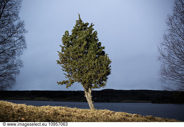 Juniper shrub by a lake Sweden.
