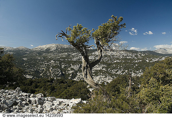 Juniper tree in the Montes forest  Supramonte region of Orgosolo  Sardinia  Italy