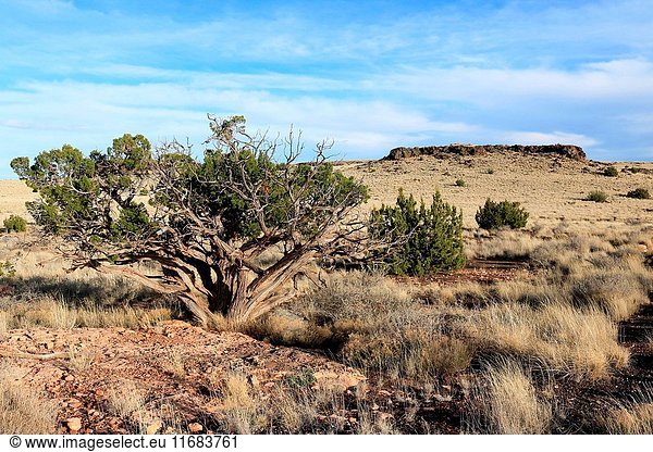 Junipers and grassland cover the Antelope Prairie in Wupatki National Monument Arizona