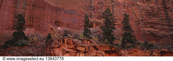 Junipers and Wingate Sandstone wall in Long Canyon  Grand Staircase Escalante National Monument  Utah  in autumn.