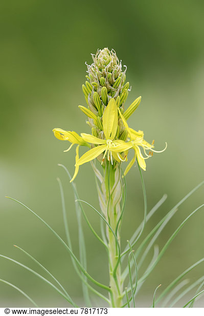 Junkerlilie oder Gelber Affodill (Asphodeline lutea)  Vorkommen im Mittelmeerraum