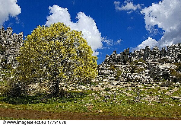 Jura-Kalksteine  Naturpark El Torcal de Antequera  Provinz Malaga  Andalusien  Spanien  Europa