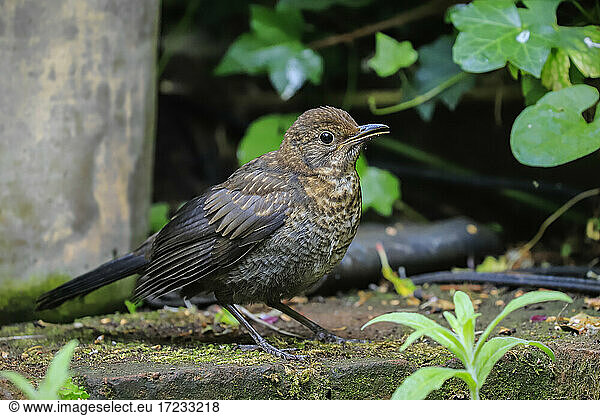 Juvenile Common blackbird (Turdus merula) waits for food from parent in a Chilterns garden  Henley-on-Thames  Oxfordshire  England  United Kingdom  Europe