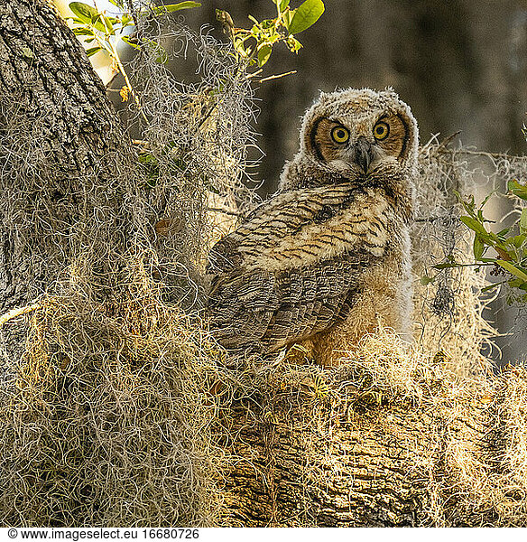 Juvenile Great Horned Owl Makes Eye Contact While Standing in Nest
