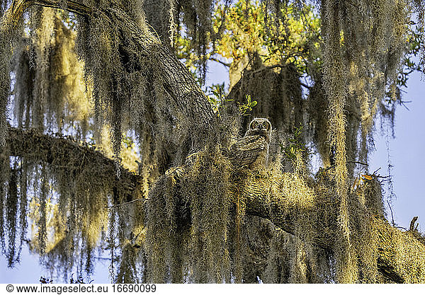 Juvenile Great Horned Owl Perched in Nest on Spanish Moss Covered Tree