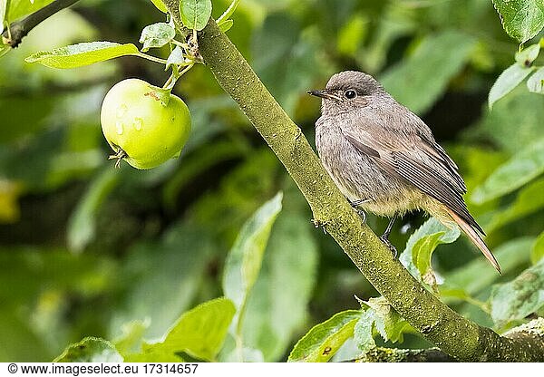 Juveniler Hausrotschwanz (Phoenicurus ochruros)  steht auf Ast eines Apfelbaums  Hessen  Deutschland  Europa