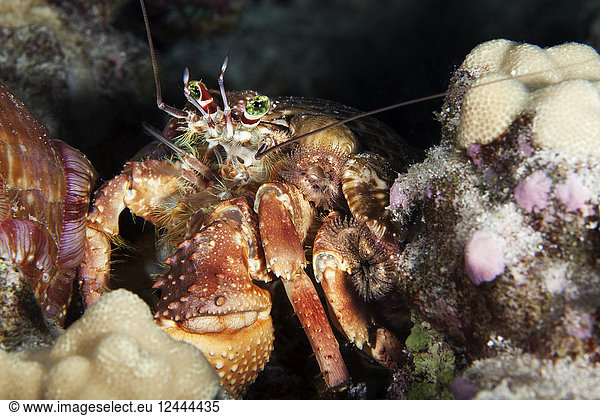 Juwelen-Anenom-Einsiedlerkrebs (Dardanus gemmatus) Insel Hawaii Hawaii Vereinigte Staaten von Amerika