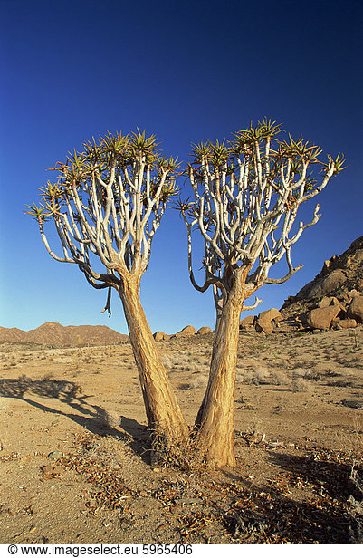 Köcher Bäume  Richtersveld  Nord-Kap-Provinz  Südafrika  Afrika