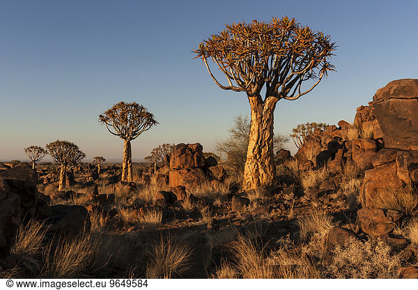 Köcherbäume (Aloe dichotoma),  blühend,  im Köcherbaumwald im Garaspark,  bei Keetmanshoop,  Namibia,  Afrika
