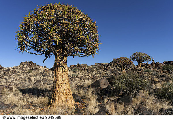 Köcherbäume (Aloe dichotoma),  blühend,  im Morgenlicht,  Köcherbaumwald im Garaspark,  bei Keetmanshoop,  Namibia,  Afrika