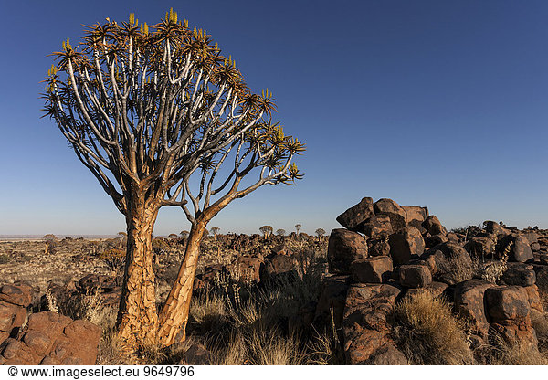Köcherbäume (Aloe dichotoma),  blühend,  im Morgenlicht,  Köcherbaumwald im Garaspark,  bei Keetmanshoop,  Namibia,  Afrika