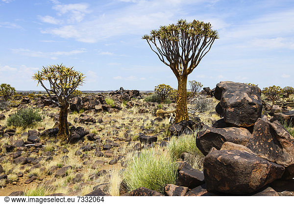 Köcherbäume (Aloe dichotoma),  Köcherbaumwald,  Keetmanshoop,  Namibia,  Afrika