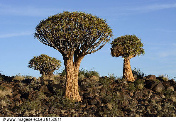Köcherbäume (Aloe dichotoma), Köcherbaumwald