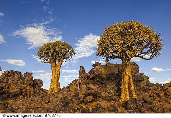 Köcherbäume (Aloe dichotoma) auf einem Felsplateau,  Keetmanshoop,  Region Karas,  Namibia