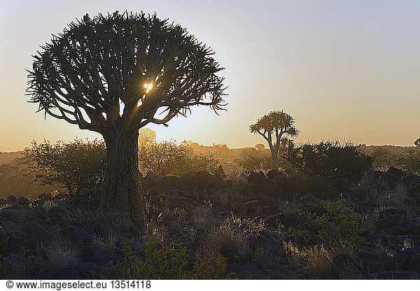 Köcherbäume (Aloe dichotoma) bei Sonnenuntergang,  Keetmanshoop,  Karas Region,  Namibia,  Afrika