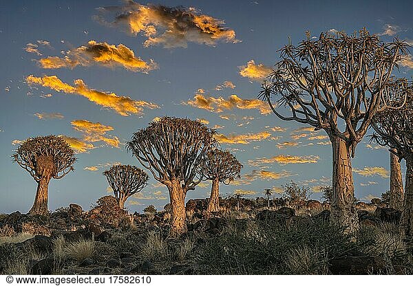 Köcherbäume (Aloe dichotoma) bei Sonnenuntergang,  Keetmanshoop,  Region Karas,  Namibia,  Afrika