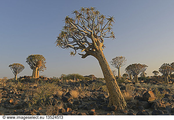 Köcherbäume (Aloe dichotoma) im frühen Morgenlicht,  Keetmanshoop,  Karas Region,  Namibia,  Afrika