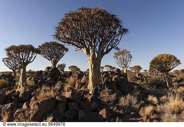 Köcherbäume (Aloe dichotoma) im Köcherbaumwald,  bei Keetmanshoop,  Namibia,  Afrika