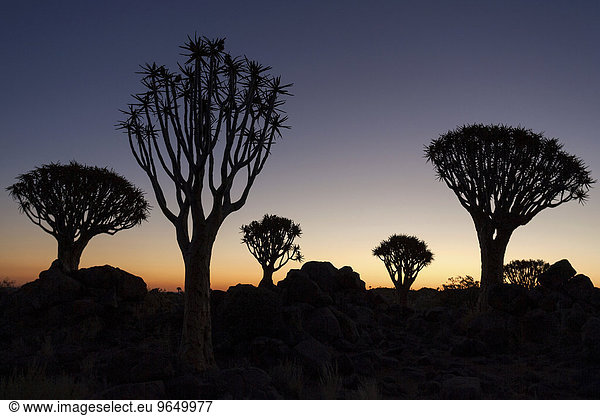 Köcherbäume (Aloe dichotoma) im Köcherbaumwald Silhouetten,  Abendrot,  bei Keetmanshoop,  Namibia,  Afrika