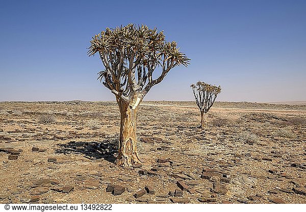 Köcherbäume (Aloe dichotoma) in Wüstenlandschaft,  nahe Kuiseb-Canyon,  Erongo-Region,  Namibia,  Afrika