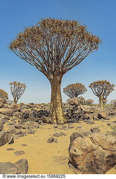 Köcherbäume (Aloidendron dichotomum) im Köcherbaumwald,  Gariganus-Farm,  nahe Keetmanshoop; Namibia