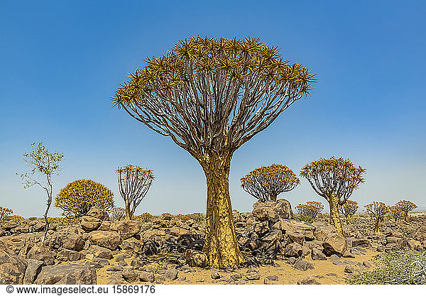 Köcherbäume (Aloidendron dichotomum) im Köcherbaumwald,  Gariganus-Farm,  nahe Keetmanshoop; Namibia