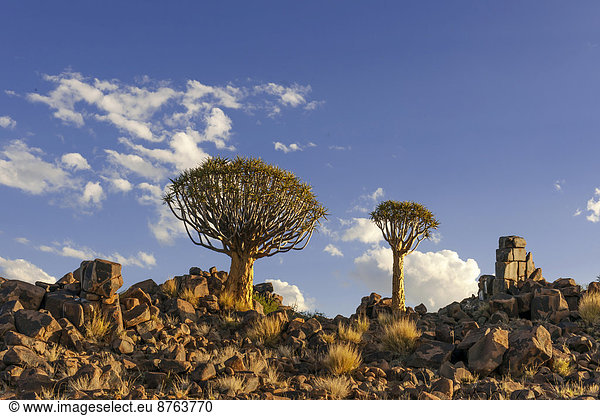Köcherbäume (Aloe dichotoma) auf einem Felsplateau Keetmanshoop Region Karas Namibia