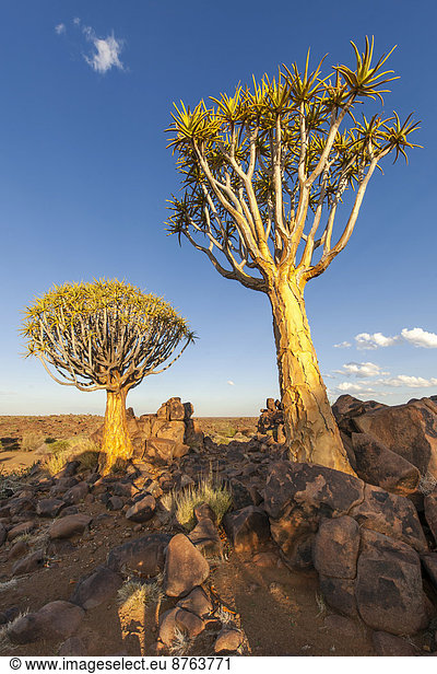 Köcherbäume (Aloe dichotoma) auf einem Felsplateau  Keetmanshoop  Region Karas  Namibia