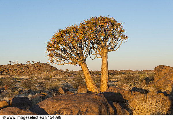 Köcherbäume (Aloe dichotoma)  bei Keetmanshoop  Namibia