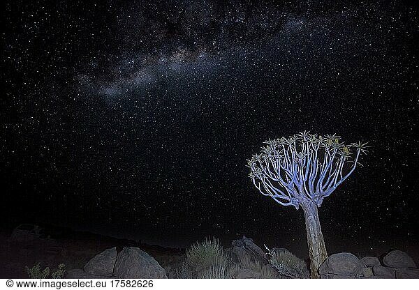 Köcherbäume (Aloe dichotoma) bei Nacht mit Milchstraße bei Keetmanshoop  Region Karas  Namibia  Afrika