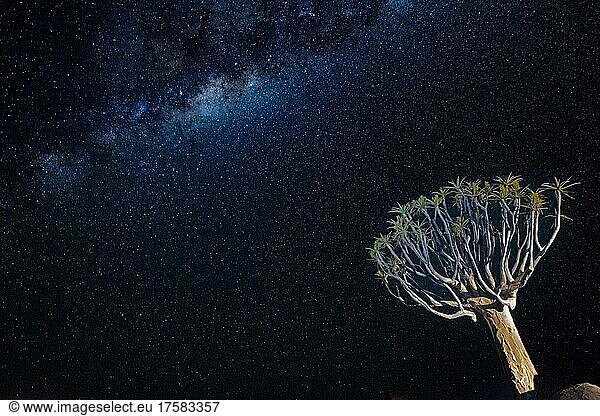 Köcherbäume (Aloe dichotoma) bei Nacht mit Milchstraße bei Keetmanshoop  Region Karas  Namibia  Afrika