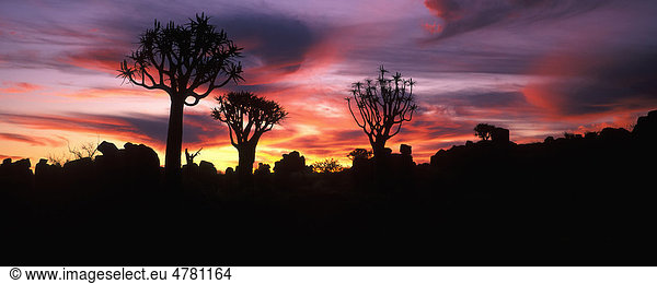 Köcherbäume (Aloe dichotoma)  bei Sonnenuntergang  Keetmanshoop  Namibia  Afrika