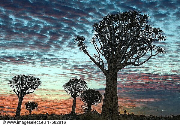 Köcherbäume (Aloe dichotoma) bei Sonnenuntergang  Keetmanshoop  Region Karas  Namibia  Afrika