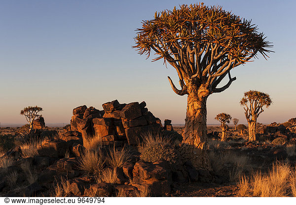 Köcherbäume (Aloe dichotoma)  blühend  im Köcherbaumwald im Garaspark  bei Keetmanshoop  Namibia  Afrika