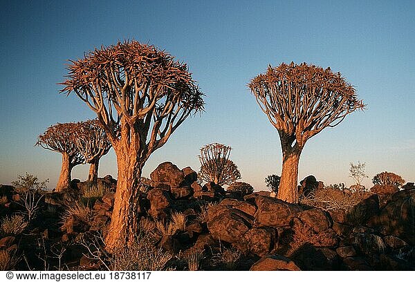 Köcherbäume (Aloe dichotoma) im Abendlicht  Keetmannshoop  Namiba  Köcherbaum