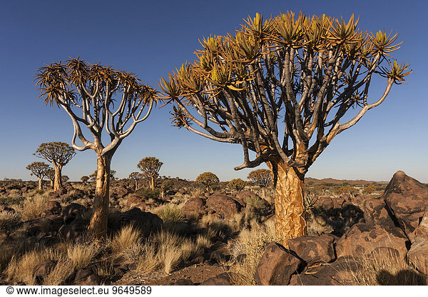 Köcherbäume (Aloe dichotoma) im Köcherbaumwald bei Keetmanshoop Namibia Afrika