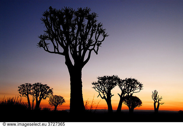 Köcherbäume (Aloe dichotoma) im Sonnenuntergang  Köcherbaumwald bei Keetmanshoop  Namibia  Afrika