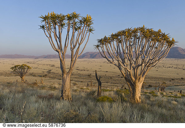 Köcherbäume (Aloe dichotoma) in den Tiras-Bergen  Namibia  Afrika