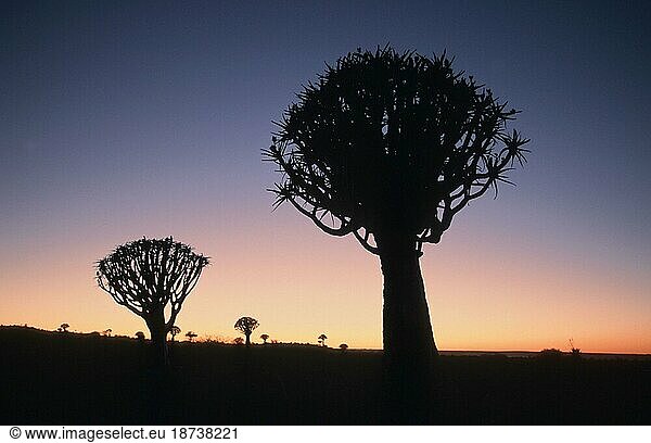 Köcherbäume (Aloe dichotoma) in der Abenddämmerung  Keetmannshoop  Namiba  Köcherbaum