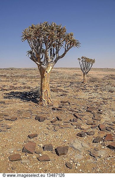 Köcherbäume (Aloe dichotoma) in Wüstenlandschaft nahe Kuiseb-Canyon Erongo-Region Namibia Afrika