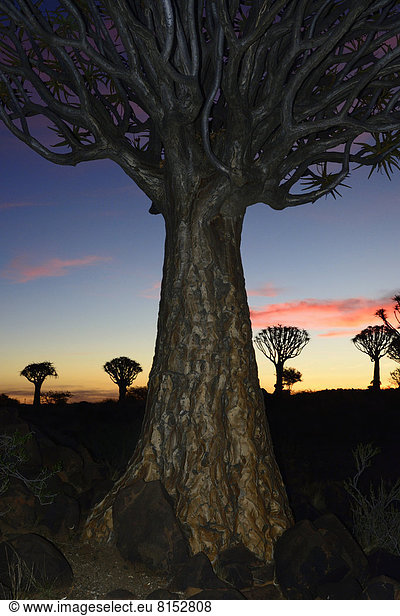 Köcherbäume (Aloe dichotoma)  Köcherbaumwald
