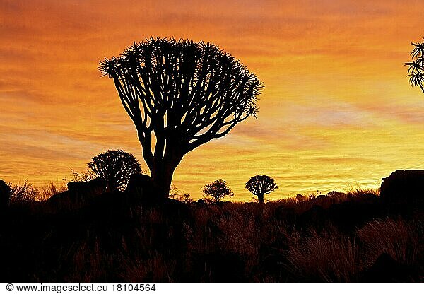 Köcherbäume (Aloe dichotoma)  Köcherbaumwald  bei Keetmanshoop  Köcherbaum  Namibia  Afrika