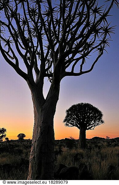Köcherbäume (Aloe dichotoma)  Kokerboom bei Sonnenuntergang  Namibia  Afrika
