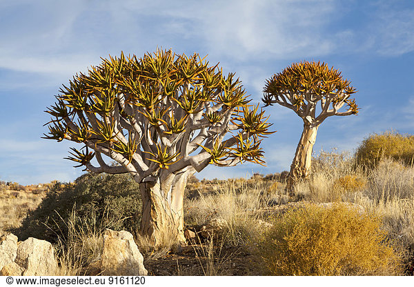 Köcherbäume (Aloe dichotoma)  Namib-Naukluft-Nationalpark  Namibia
