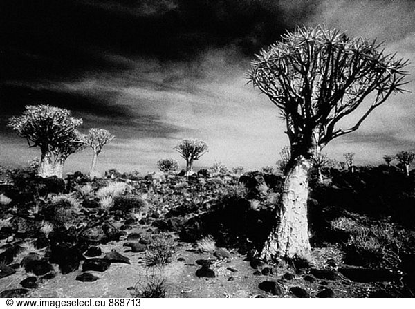 Köcherbäume (Aloe Dichotoma). Namibia